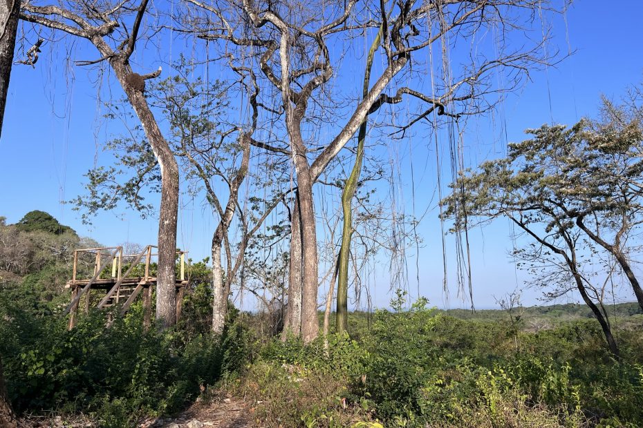 Where to Find Birds in & around Nosara