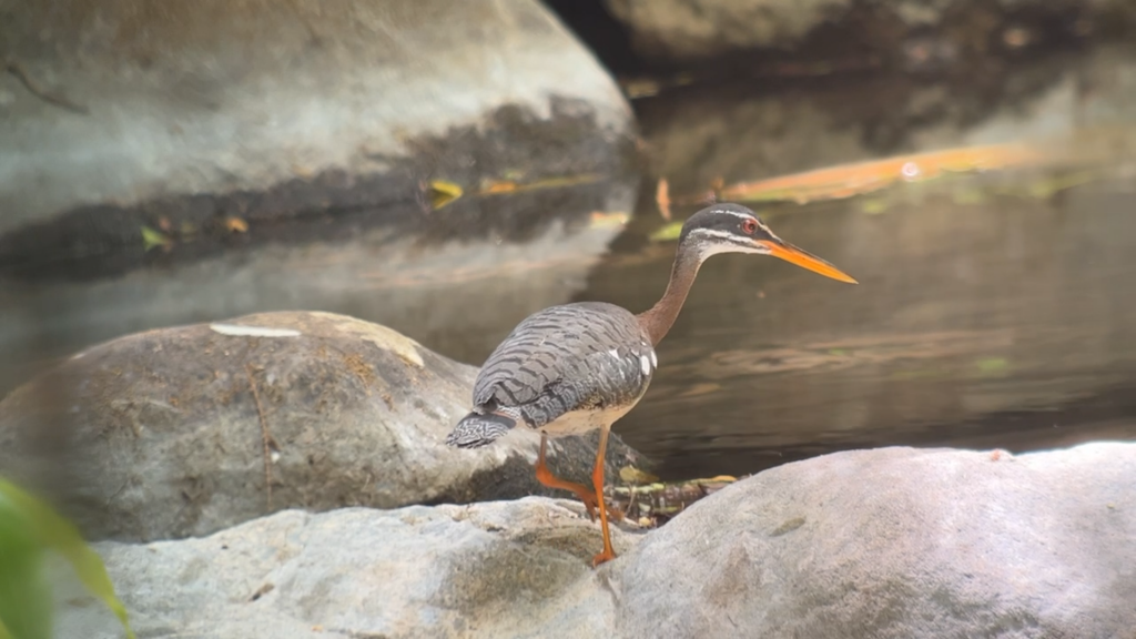 Insane Day of Birding at Rincon de La Vieja